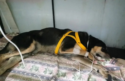 Las multas por maltrato animal podrán llegar a $18,8 millones en el Chaco