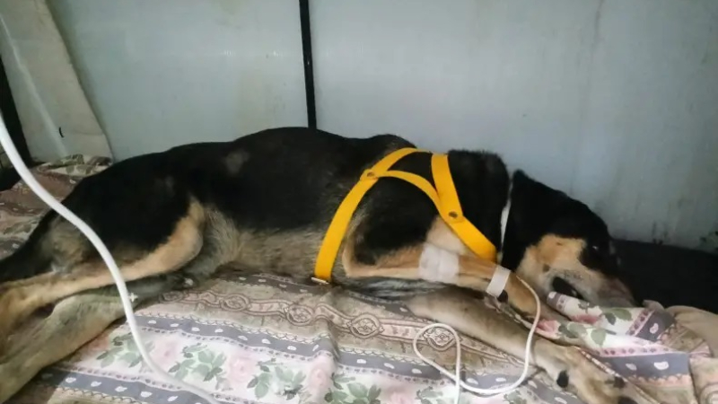 Las multas por maltrato animal podrán llegar a $18,8 millones en el Chaco
