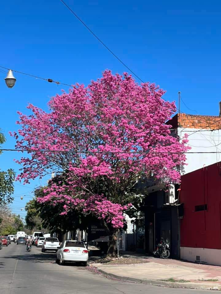 lapacho