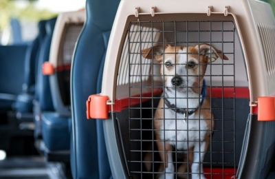 Cuestionan que no les permiten trasladar perros ni gatos en colectivos urbanos