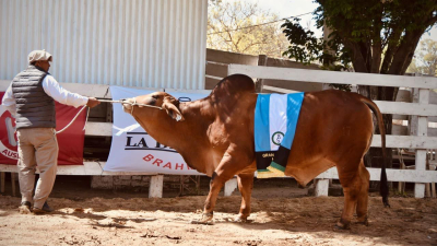 El campo exhibió su potencial con respaldo del Ejecutivo chaqueño