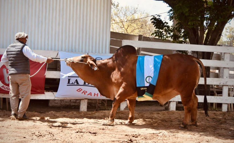El campo exhibió su potencial con respaldo del Ejecutivo chaqueño