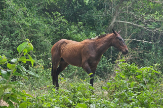 Rescataron a un caballo que había quedado atrapado a orillas del Bermejo