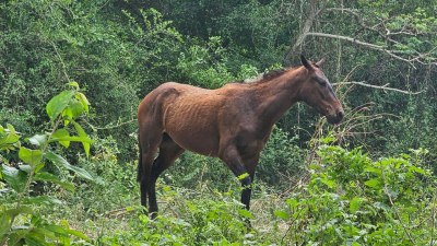 Rescataron a un caballo que había quedado atrapado a orillas del Bermejo
