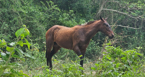 Rescataron a un caballo que había quedado atrapado a orillas del Bermejo