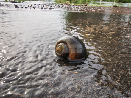 caracol 1