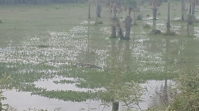 Hallaron el cuerpo de un hombre en un campo inundado