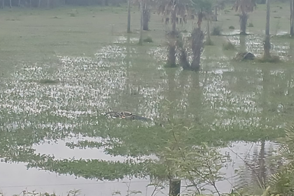 Hallaron el cuerpo de un hombre en un campo inundado