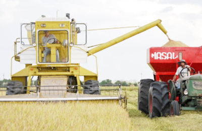 Con unas 90.000 hectáreas sembradas arranca la cosecha correntina de arroz