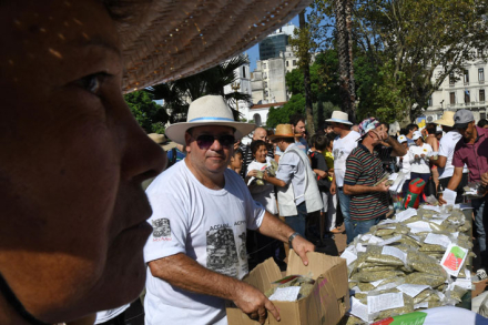 yerba.jpg