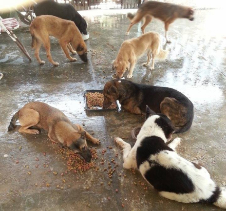 perros3.jpg