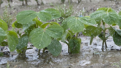 Las lluvias afectan más de un millón de hectáreas sembradas con soja, maíz y sorgo