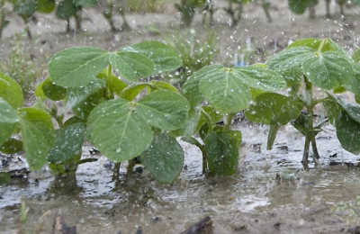 Las lluvias afectan más de un millón de hectáreas sembradas con soja, maíz y sorgo