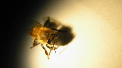 Las abejas ven mejor de lo que se creía