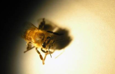 Las abejas ven mejor de lo que se creía