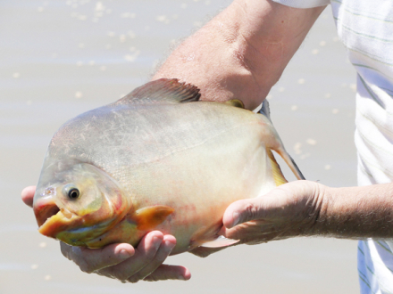 Pacu1.jpg