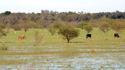 El drama de los campos anegados: hay productores que están aislados hace dos meses