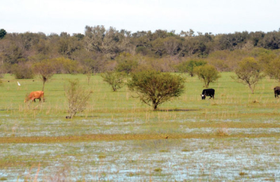 El drama de los campos anegados: hay productores que están aislados hace dos meses