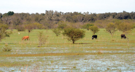 CAMPO.jpg
