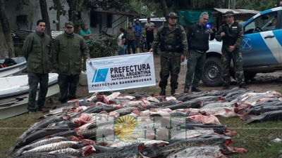 Prefectura decomisó más de mil kilos de surubí en el riacho Barranqueras