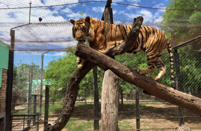 Elevaron a juicio la causa por maltrato de los tigres de bengala del Circo Veracruz
