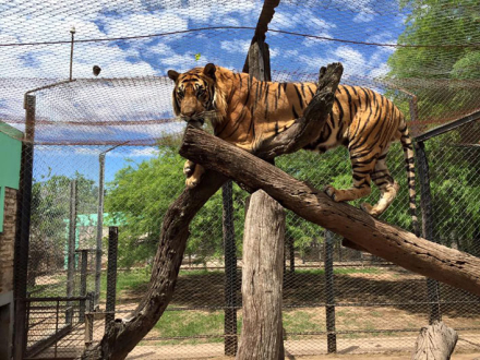 TIGRES-RECUPERADOS.jpg