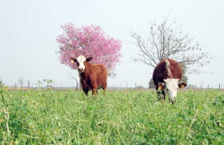 vacas.jpg