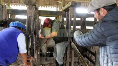 La Rural del Chaco conocerá hoy a los mejores exponentes de cada raza