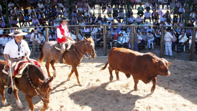 Buenas ventas y récord histórico para la cabaña en un nuevo remate de Caa Cupe