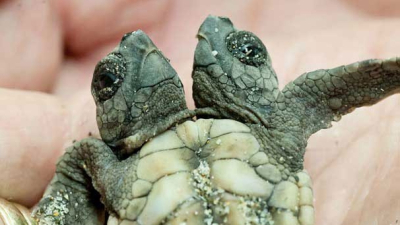Hallaron una tortuga de dos cabezas