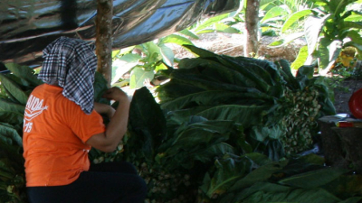 Tabacaleros siguen sin cobrar