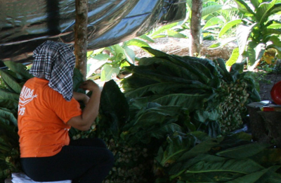Tabacaleros siguen sin cobrar