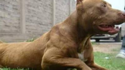 Pitbull atacó a niña de 6 y a su tía de 16