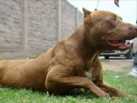 pitbull perro.jpg