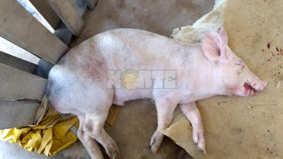Salieron a robar un chancho para festejar el día de la madre, pero los atrapó la policía