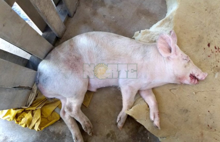 chancho robado (1).jpg