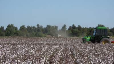 Aumentará el 10 % en la producción mundial de algodón con rendimientos estables
