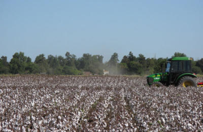Aumentará el 10 % en la producción mundial de algodón con rendimientos estables