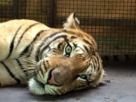 tigre-bengala.jpg