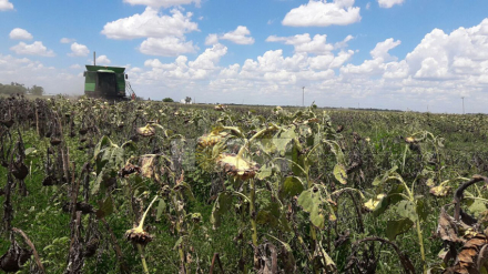 girasol.jpg