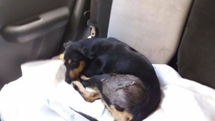 perro2.jpg