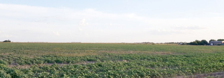 cosecha 5.jpg