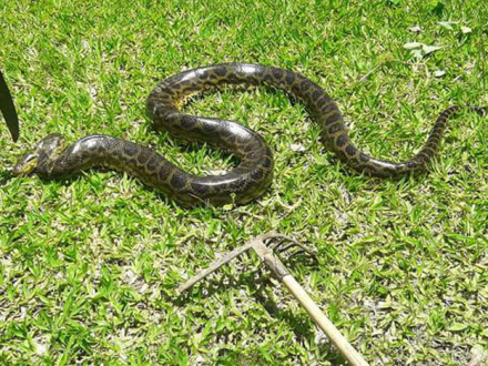SERPIENTE.jpg