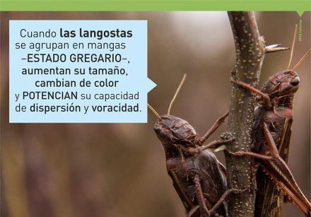 langosta 5.jpg