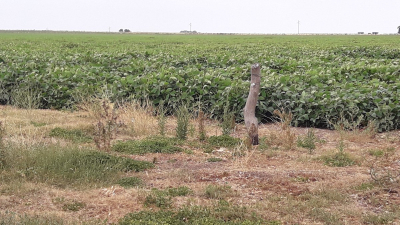 La soja argentina en peligro por déficit hídrico