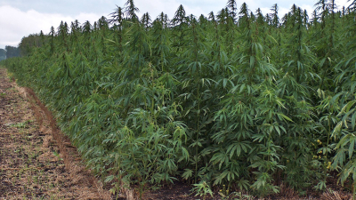 Marihuana: del sueño hippie al negocio para fondos de inversión