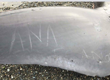 ballena1.jpg