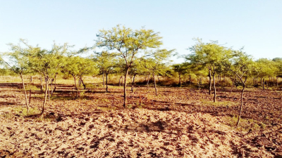 Restauración de bosques, una herramienta ambiental y productiva