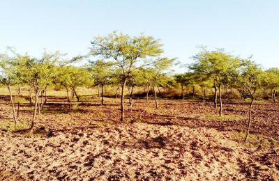 Restauración de bosques, una herramienta ambiental y productiva