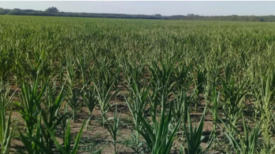 Más de la mitad del área sembrada con soja, maíz y girasol se encuentra en condición hídrica de sequía